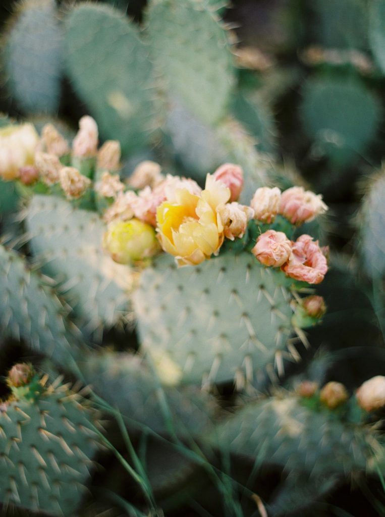 How We Spent a Weekend in Joshua Tree